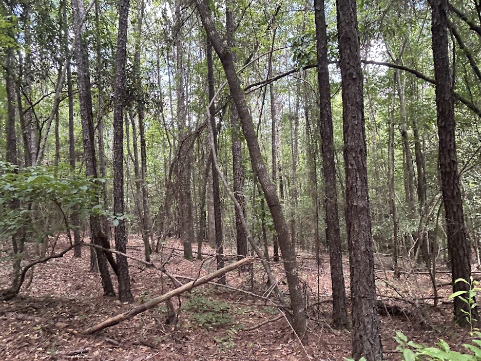 42 Acres in Autauga County – Secluded, Fenced, and Hunting Ready