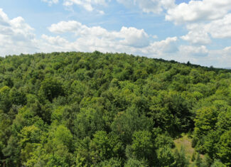 145 Acres of Timberland, Trails, Road Frontage & Creek