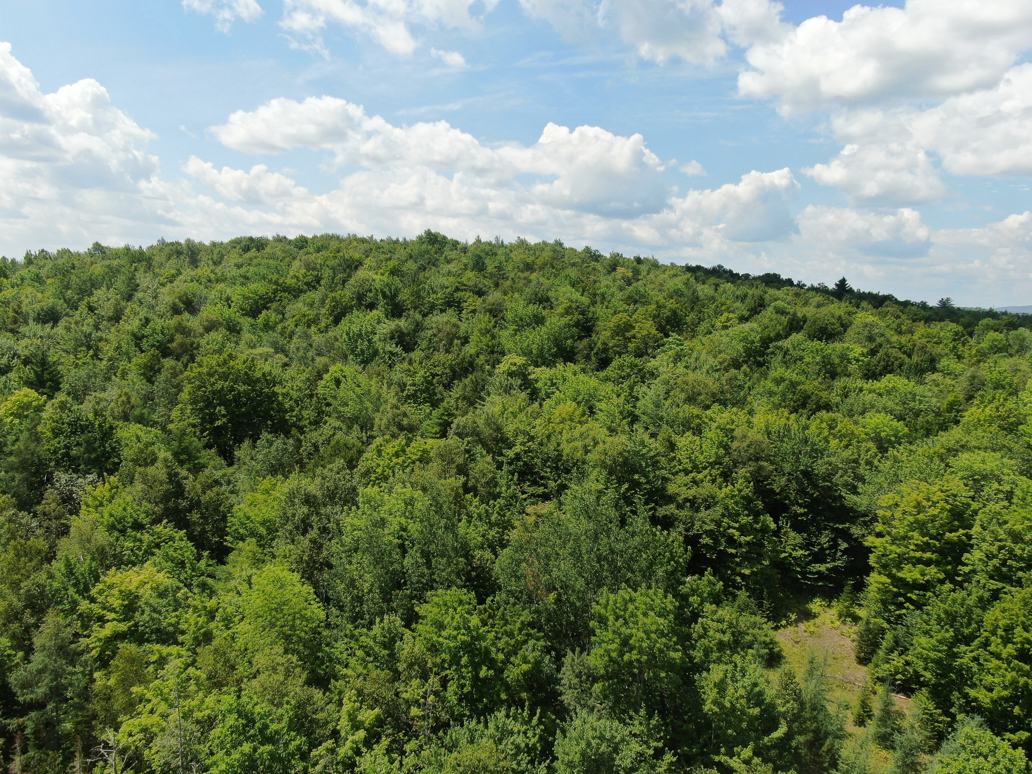 145 Acres of Timberland, Trails, Road Frontage & Creek