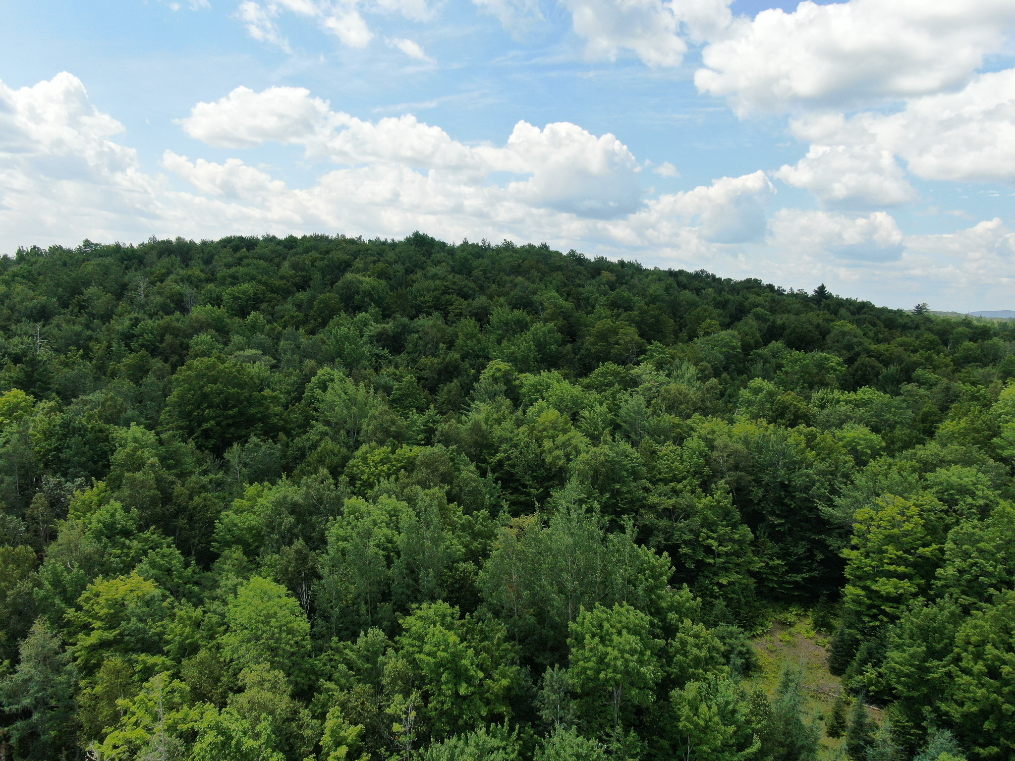 145 Acres of Timberland, Trails, Road Frontage & Creek
