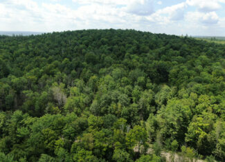145 Acres of Timberland, Trails, Road Frontage & Creek