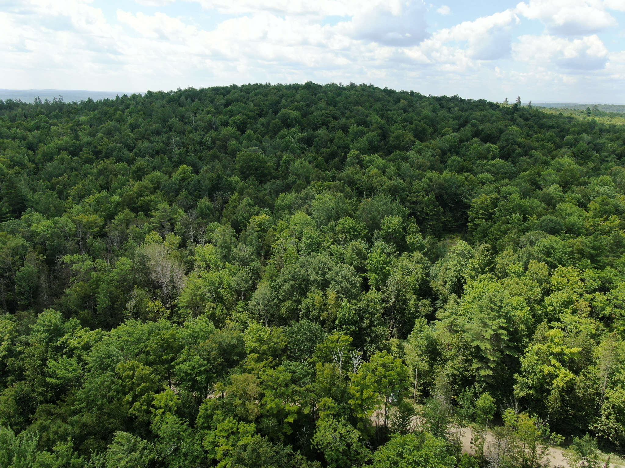145 Acres of Timberland, Trails, Road Frontage & Creek