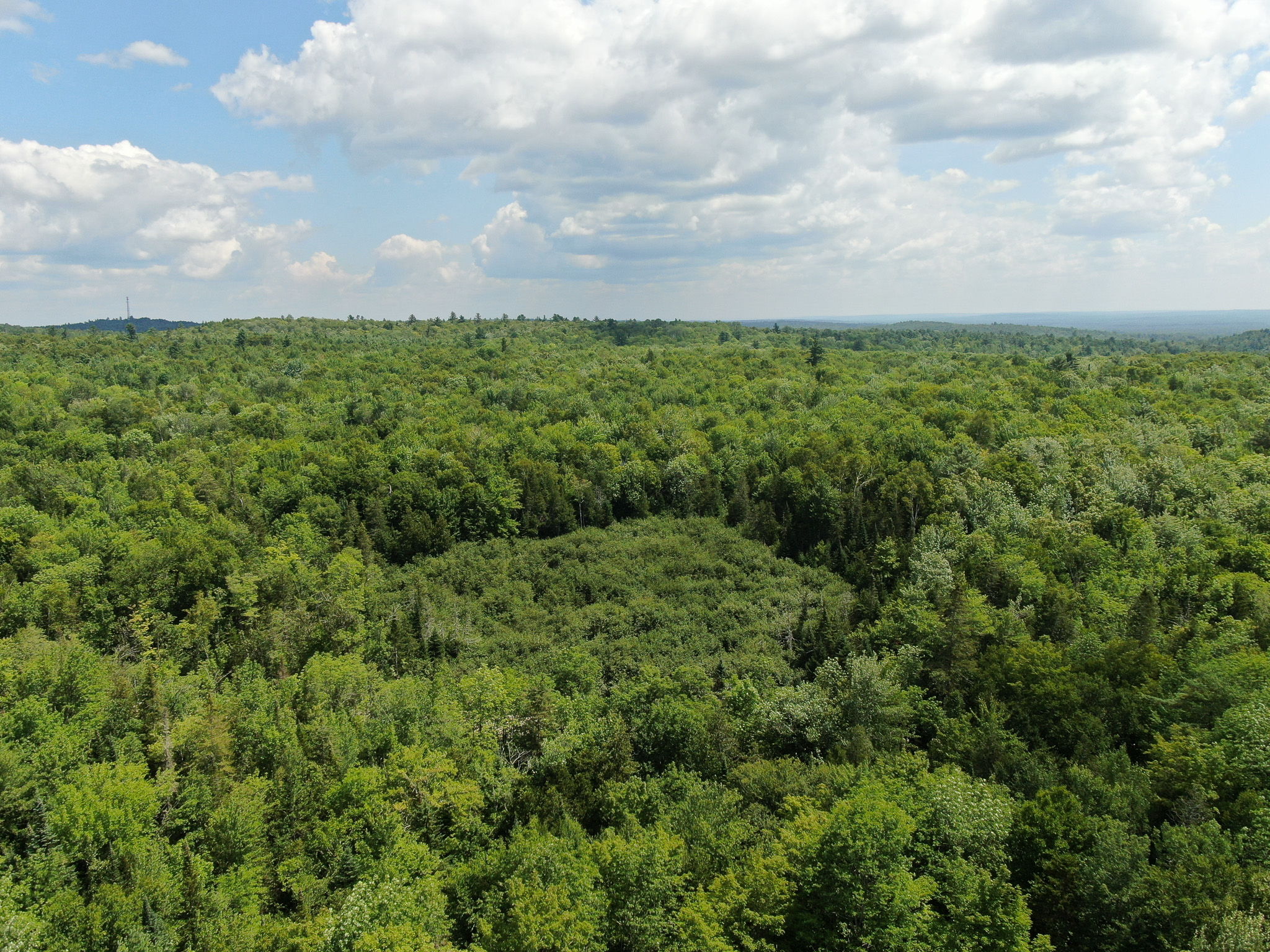 145 Acres of Timberland, Trails, Road Frontage & Creek