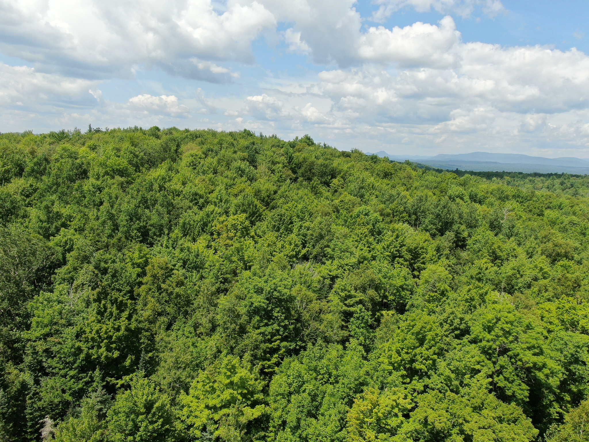 145 Acres of Timberland, Trails, Road Frontage & Creek