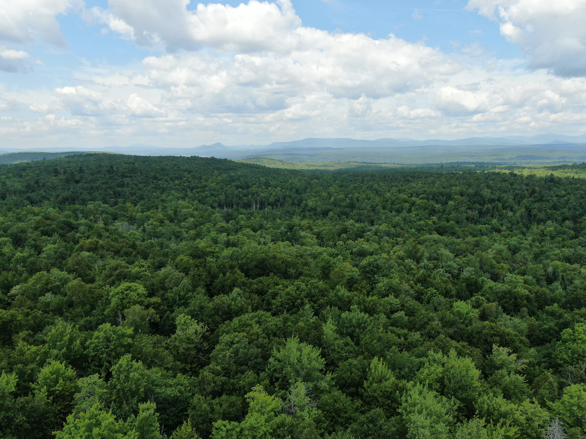 145 Acres of Timberland, Trails, Road Frontage & Creek
