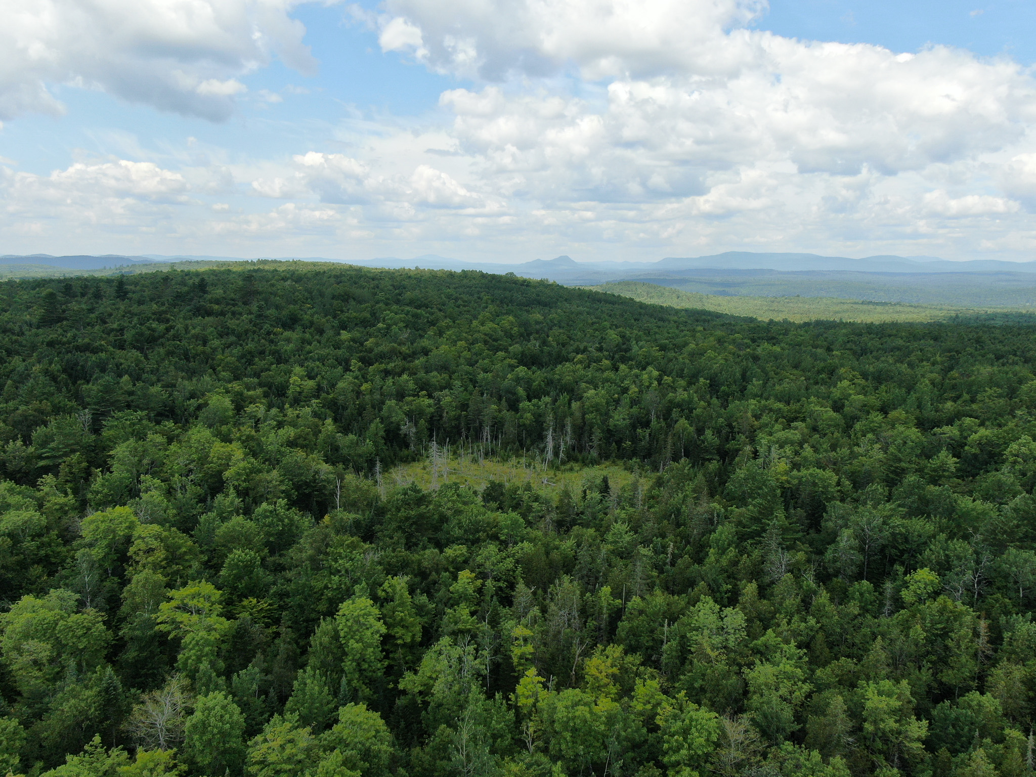 145 Acres of Timberland, Trails, Road Frontage & Creek