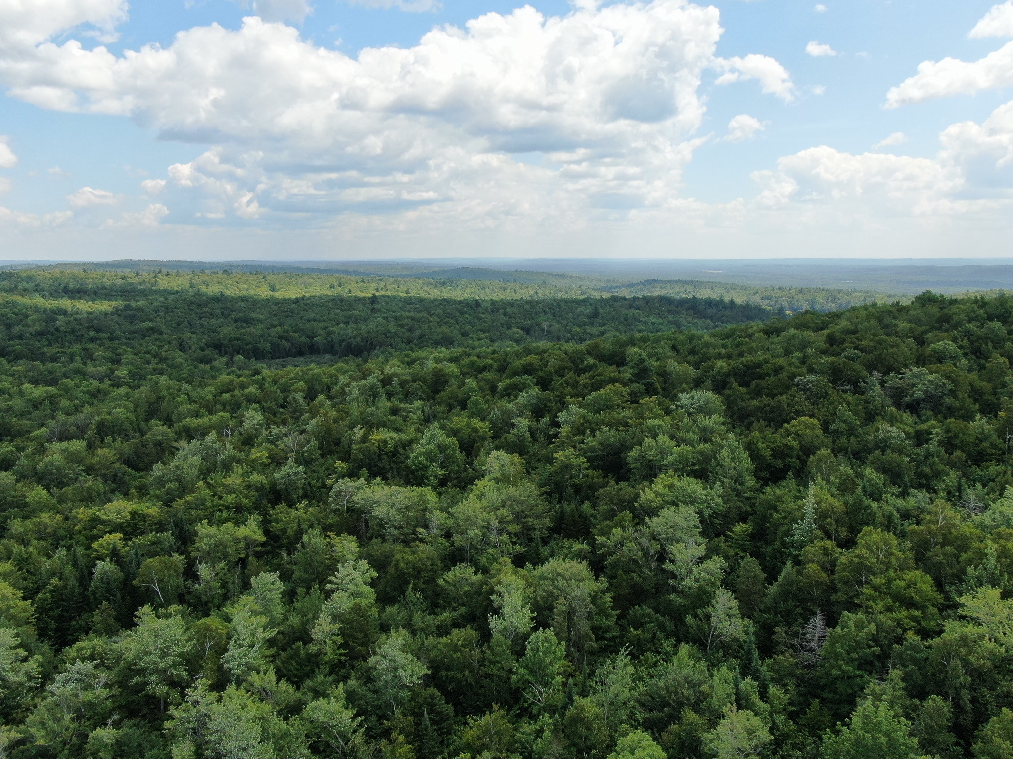 145 Acres of Timberland, Trails, Road Frontage & Creek
