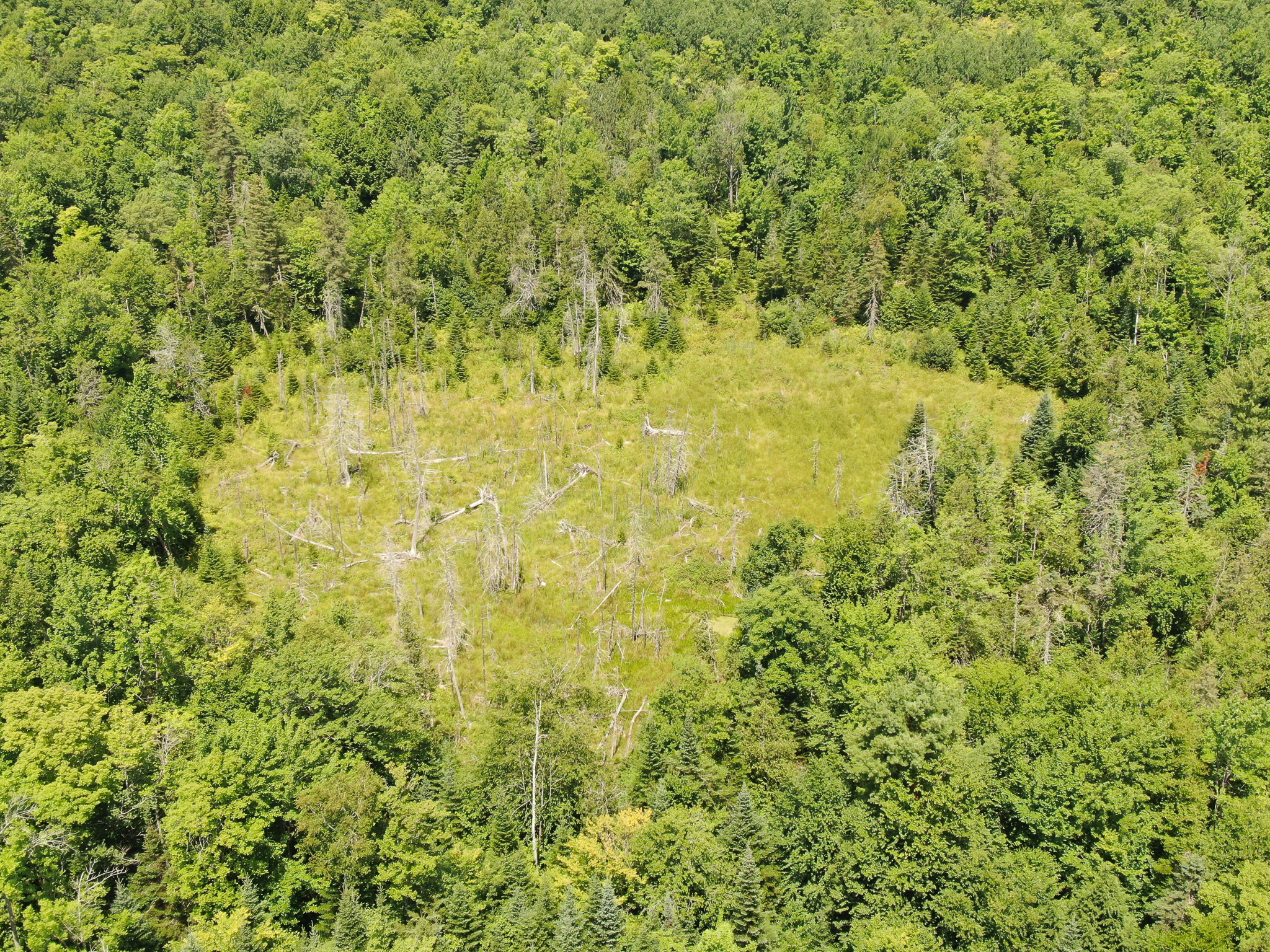 145 Acres of Timberland, Trails, Road Frontage & Creek
