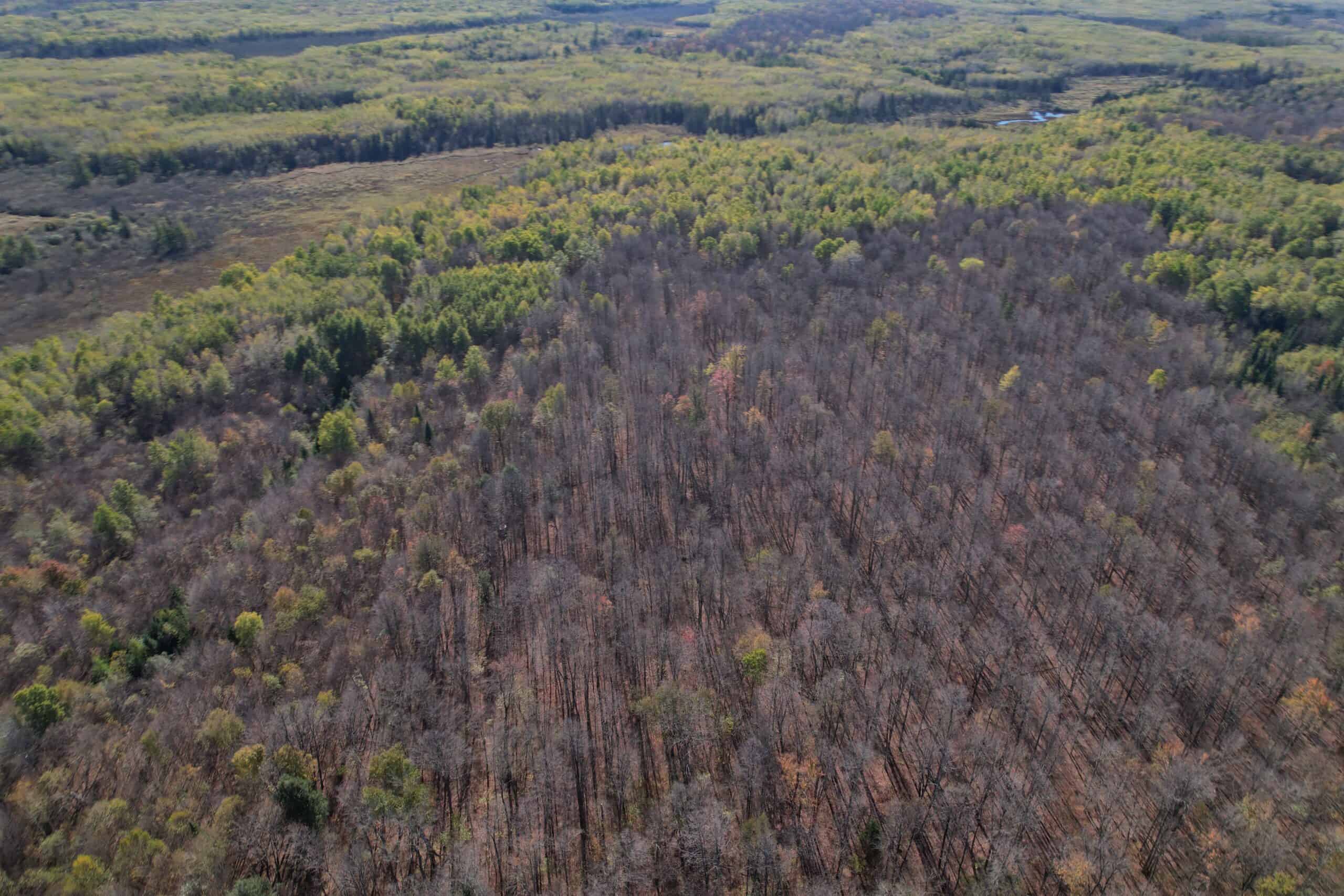 Land for Sale in Glidden, Wisconsin