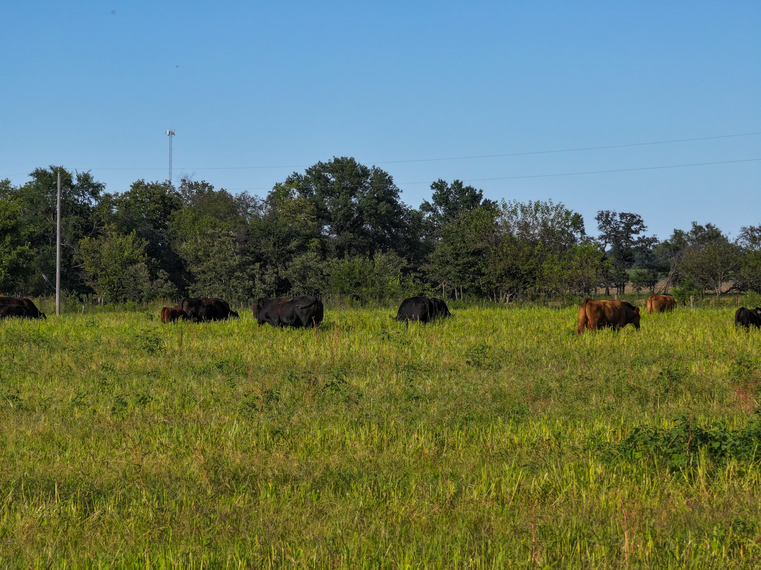496+\- acres Sheldon MO