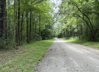 17 Acres Hunting Land with Timber for Sale in Aurora, NC