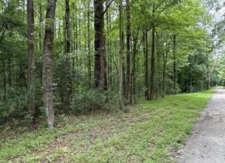 17 Acres Hunting Land with Timber for Sale in Aurora, NC