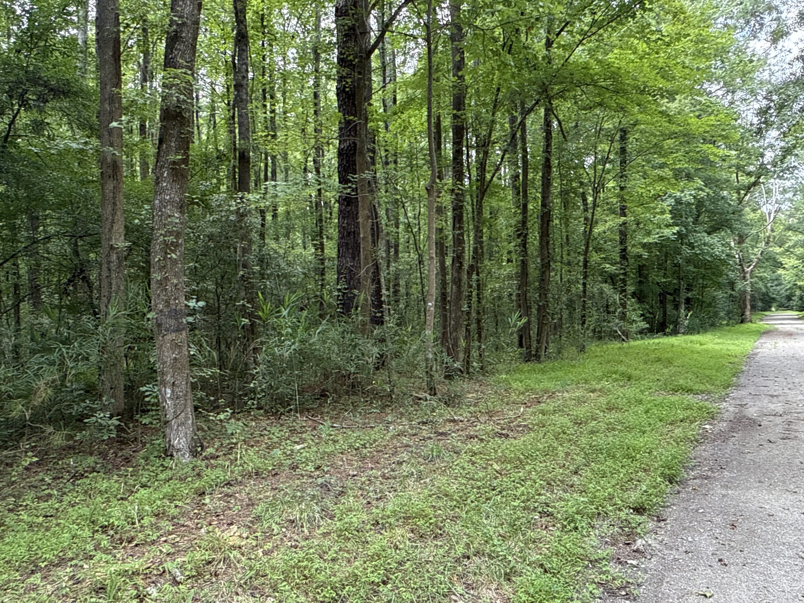 17 Acres Hunting Land with Timber for Sale in Aurora, NC