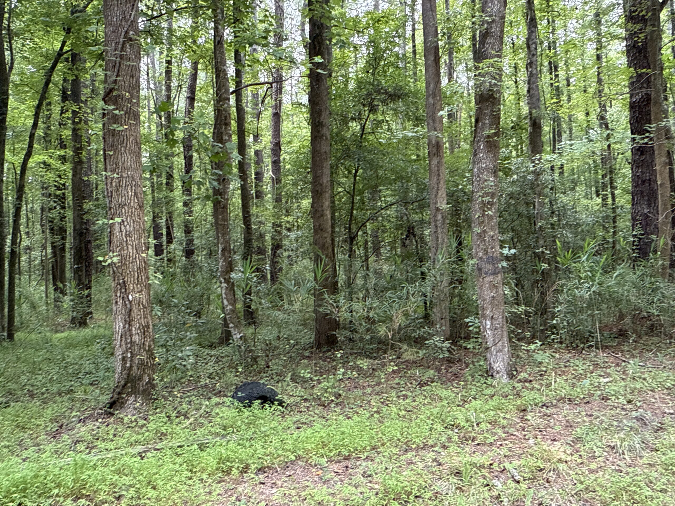 17 Acres Hunting Land with Timber for Sale in Aurora, NC