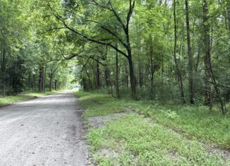 17 Acres Hunting Land with Timber for Sale in Aurora, NC