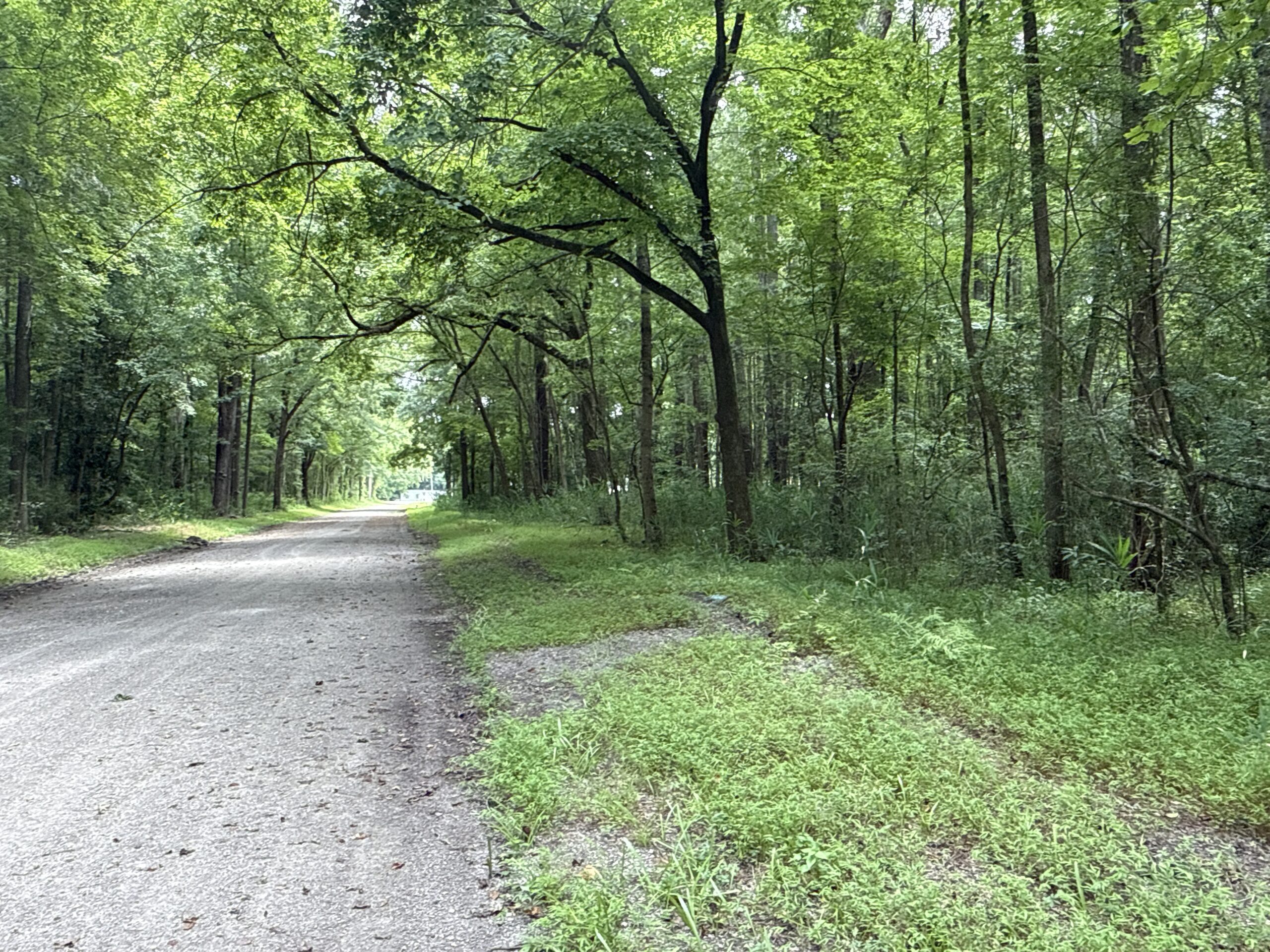 17 Acres Hunting Land with Timber for Sale in Aurora, NC
