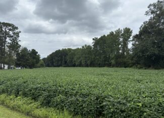 59 Acres of Farmland & Timberland in Rural NC – Great Hunting