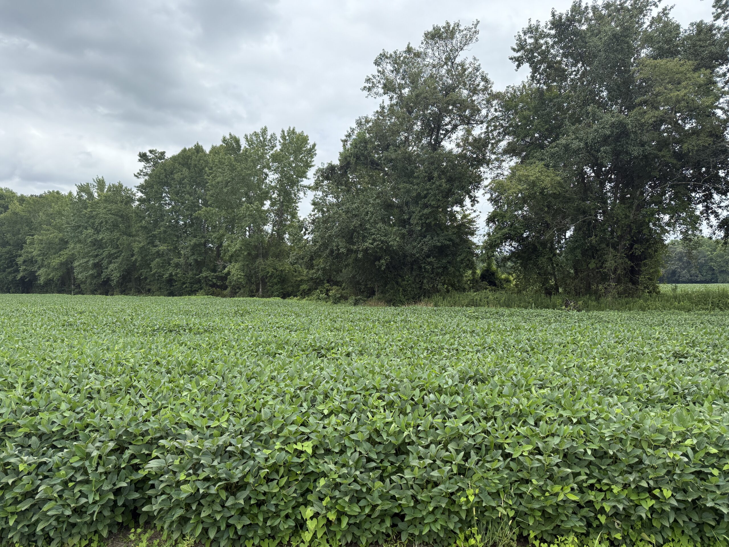59 Acres of Farmland & Timberland in Rural NC – Great Hunting