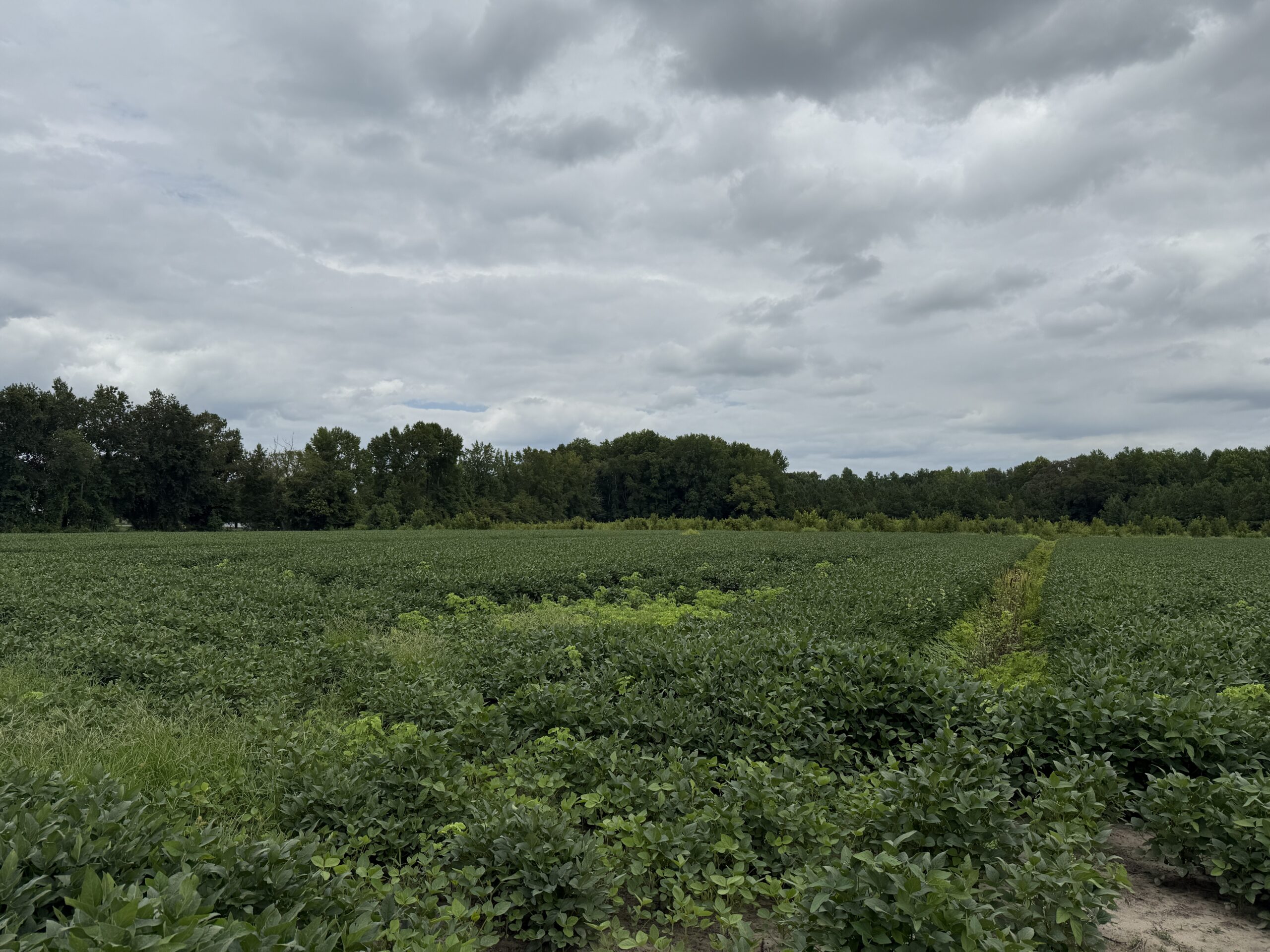 59 Acres of Farmland & Timberland in Rural NC – Great Hunting