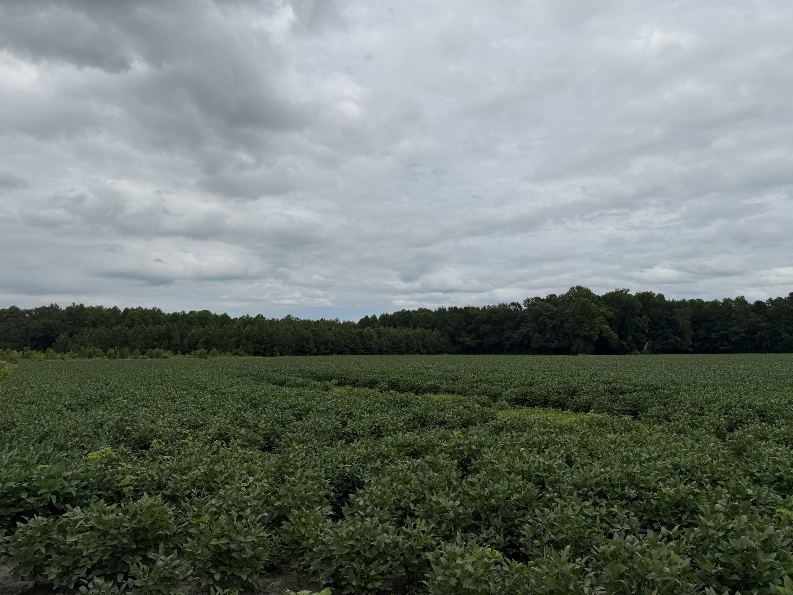 59 Acres of Farmland & Timberland in Rural NC – Great Hunting