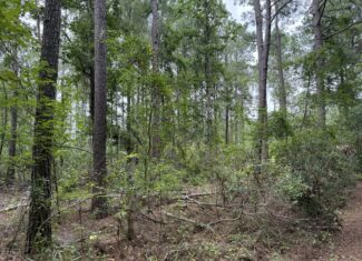 305 Acres Farmland & Timber with Hunting in NC