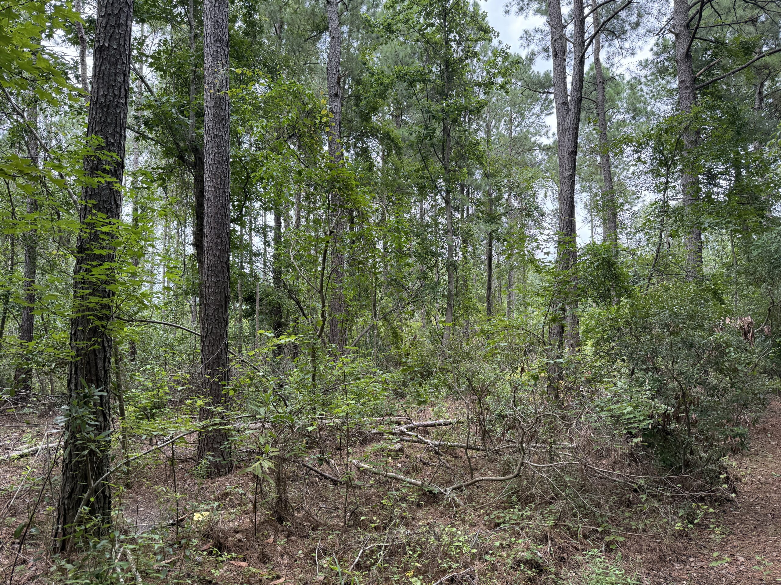 305 Acres Farmland & Timber with Hunting in NC