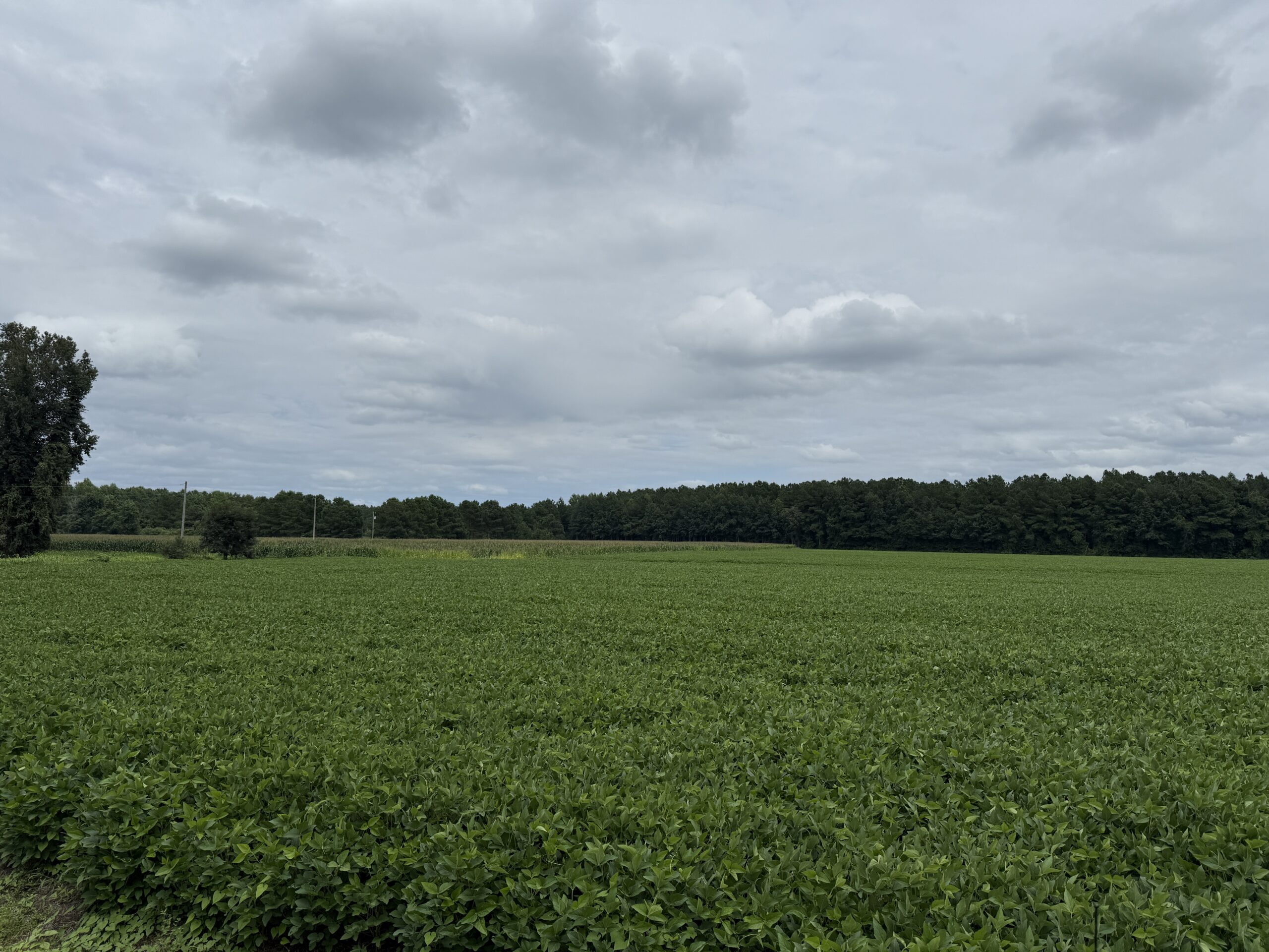 305 Acres Farmland & Timber with Hunting in NC