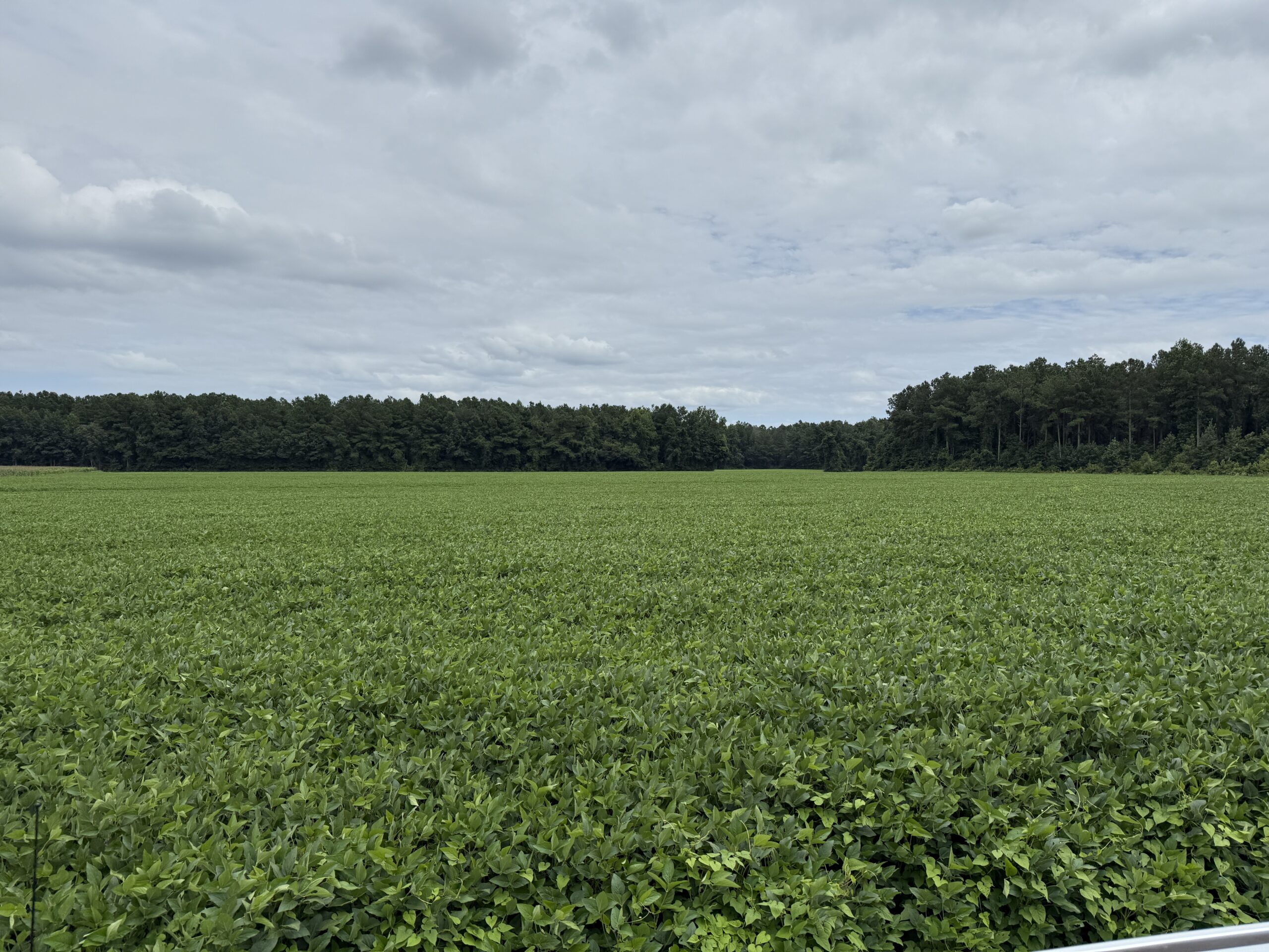 305 Acres Farmland & Timber with Hunting in NC