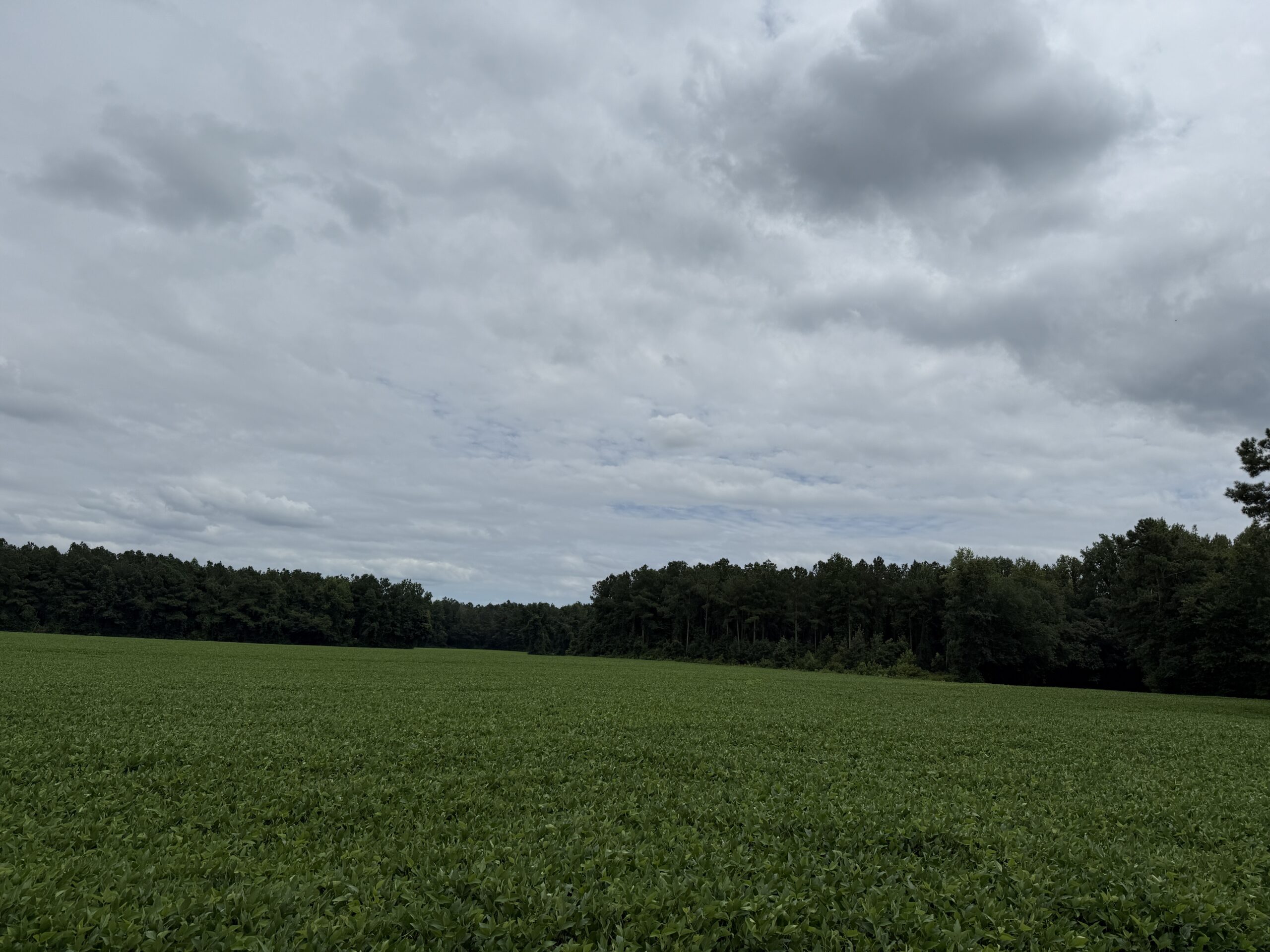 305 Acres Farmland & Timber with Hunting in NC