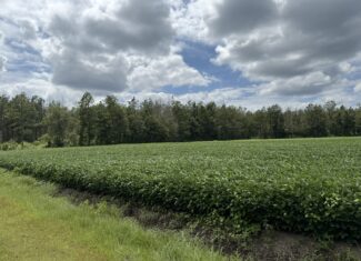 77-Acre Farm & Timberland with Hunting Near Aurora, NC