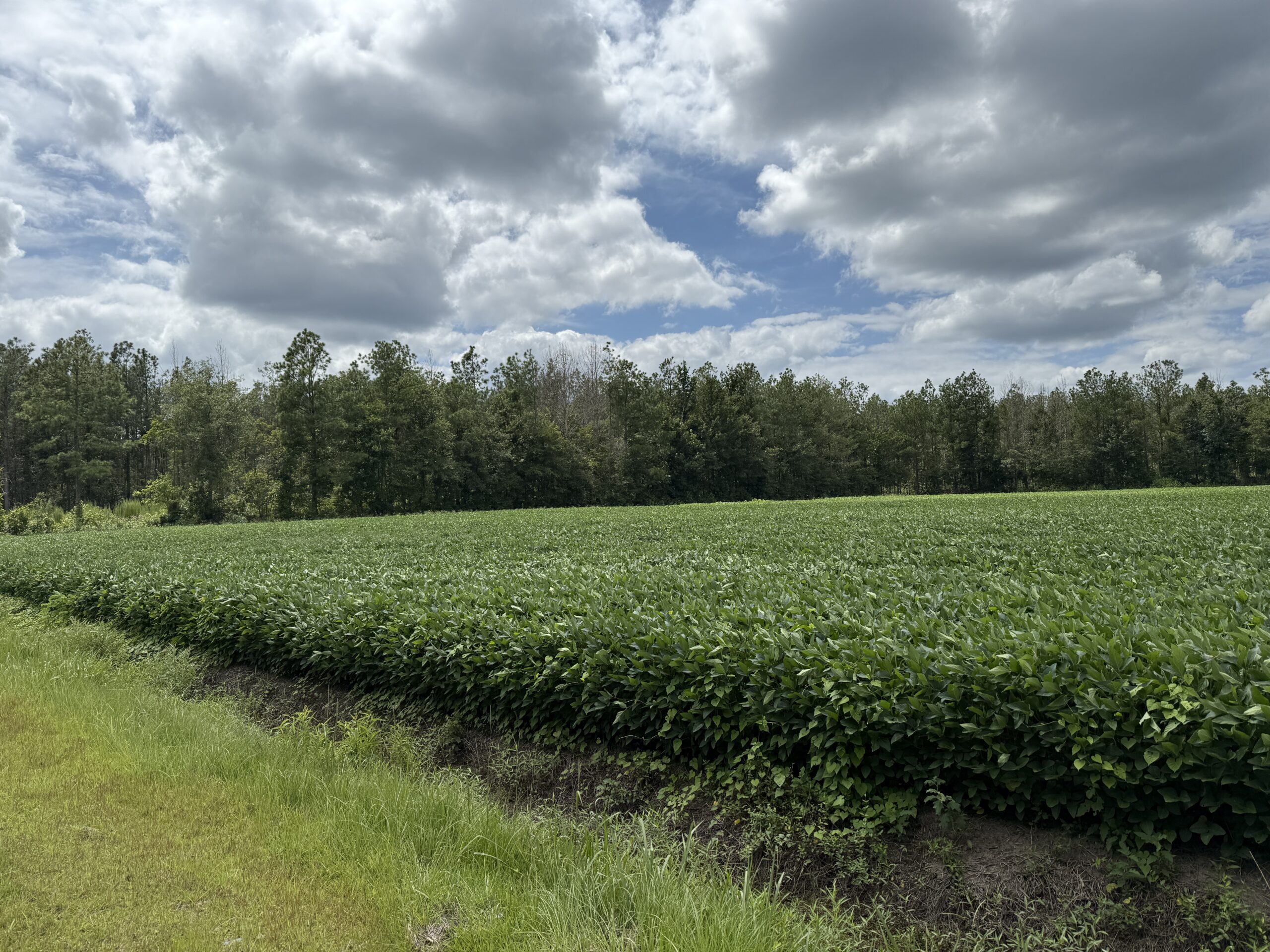 77-Acre Farm & Timberland with Hunting Near Aurora, NC