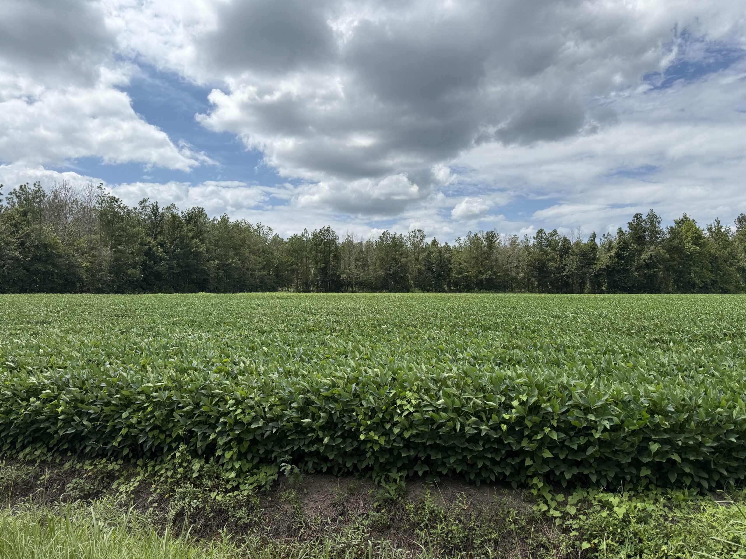 77-Acre Farm & Timberland with Hunting Near Aurora, NC