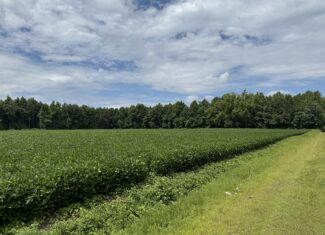 77-Acre Farm & Timberland with Hunting Near Aurora, NC