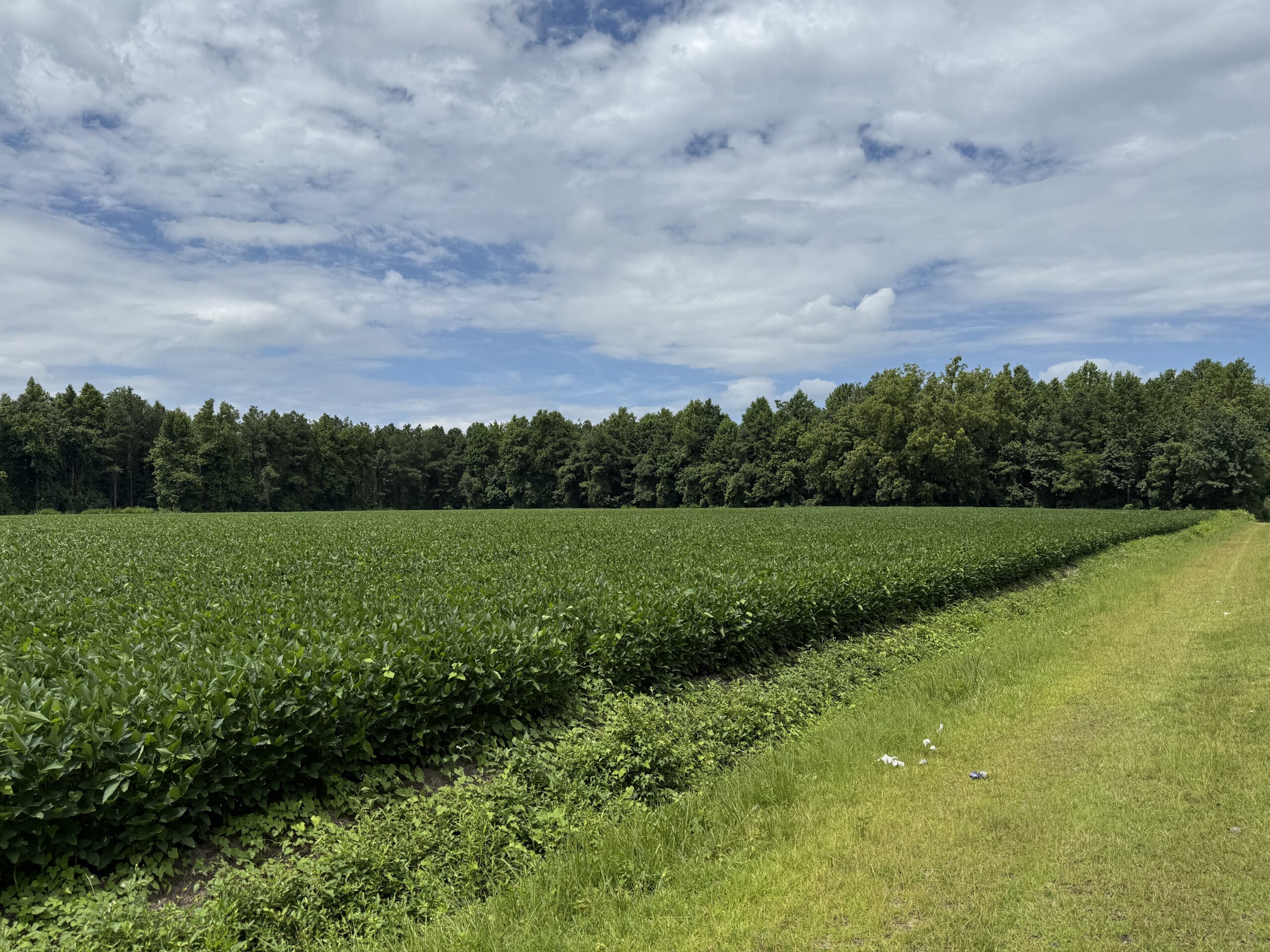 77-Acre Farm & Timberland with Hunting Near Aurora, NC