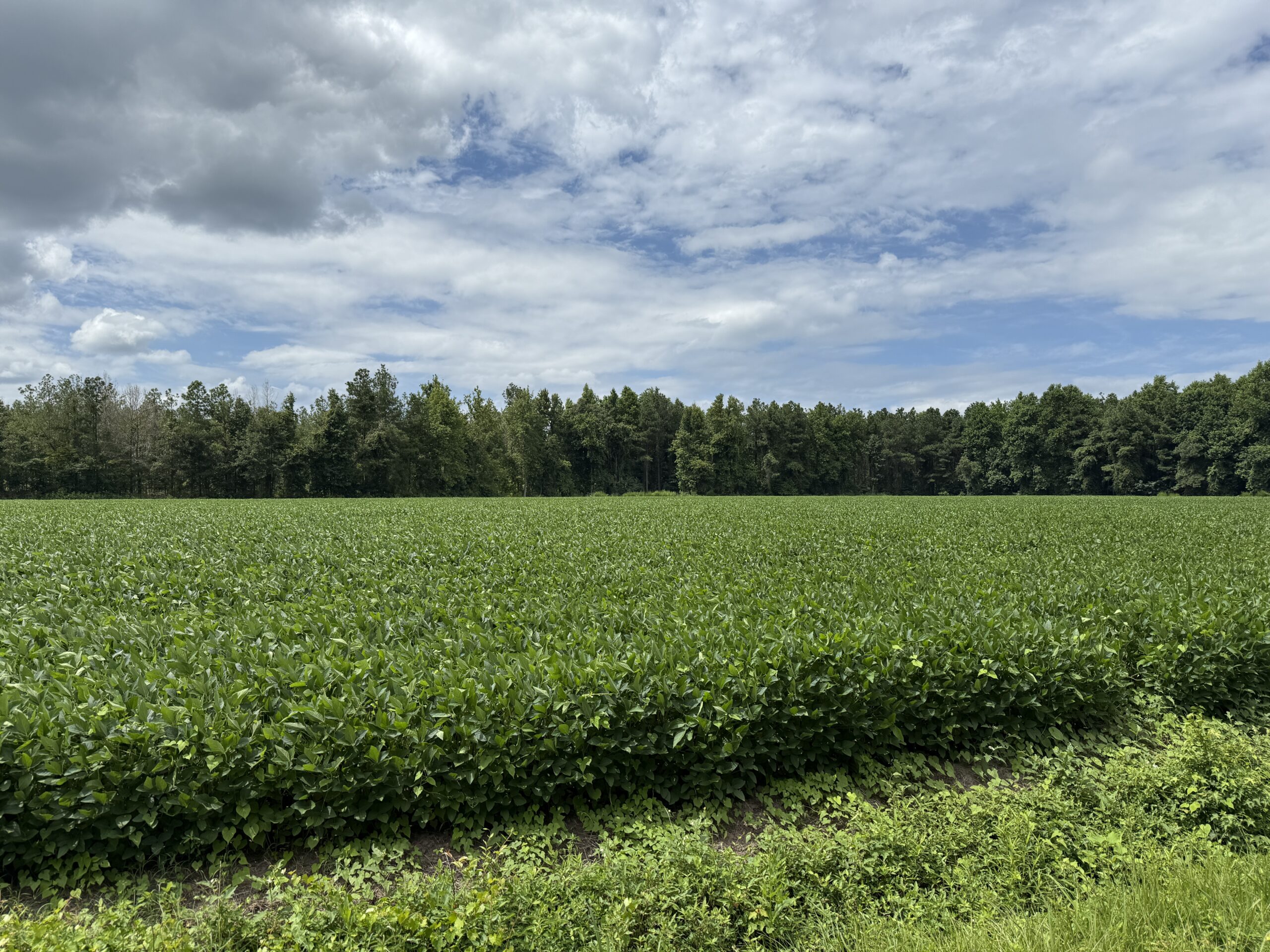 77-Acre Farm & Timberland with Hunting Near Aurora, NC