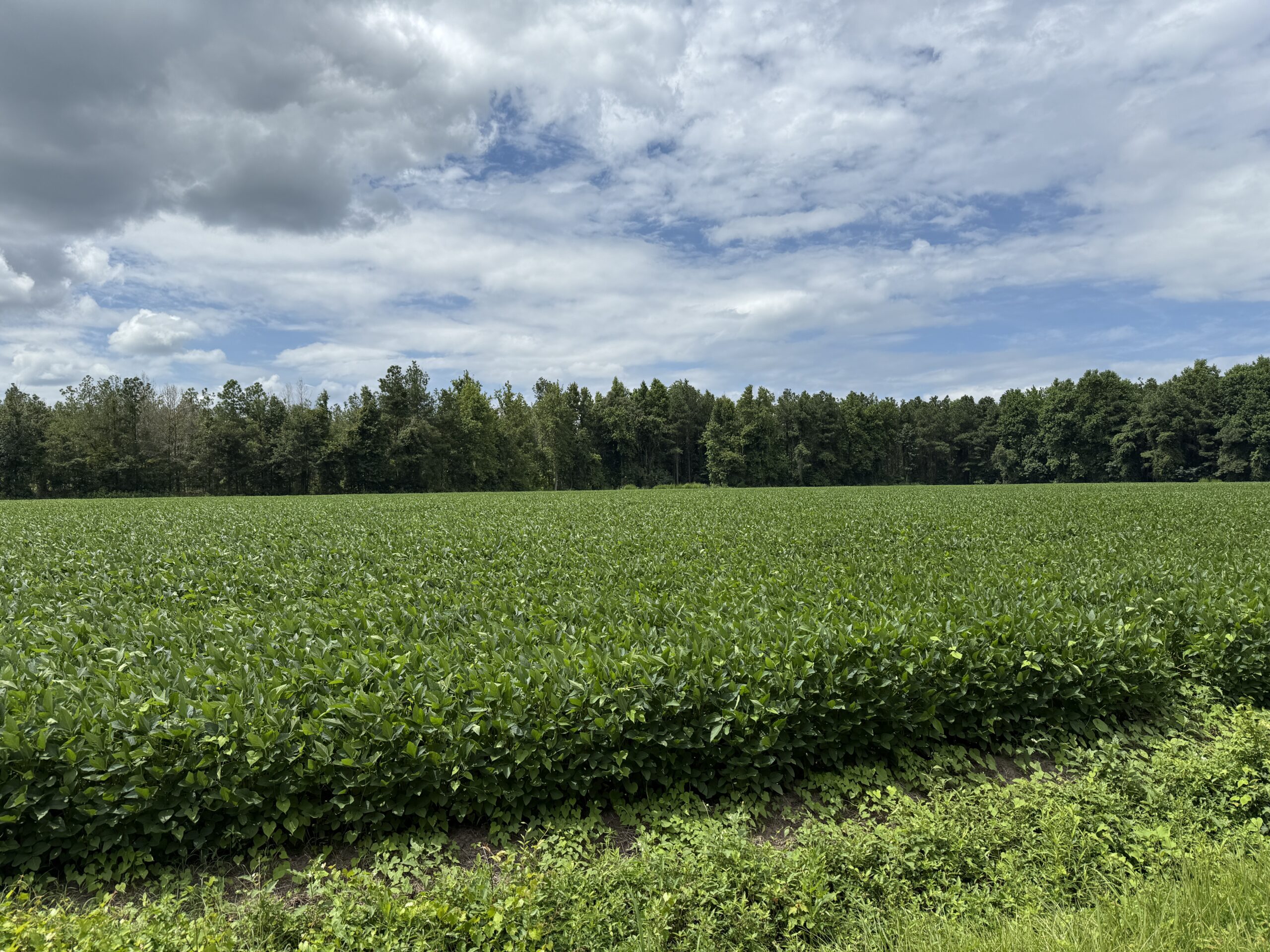 77-Acre Farm & Timberland with Hunting Near Aurora, NC