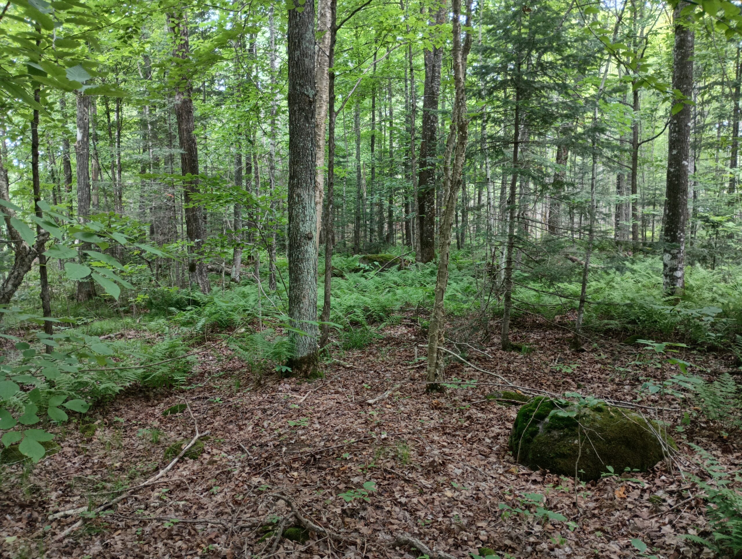 Acreage for Sale in Butternut, Wisconsin