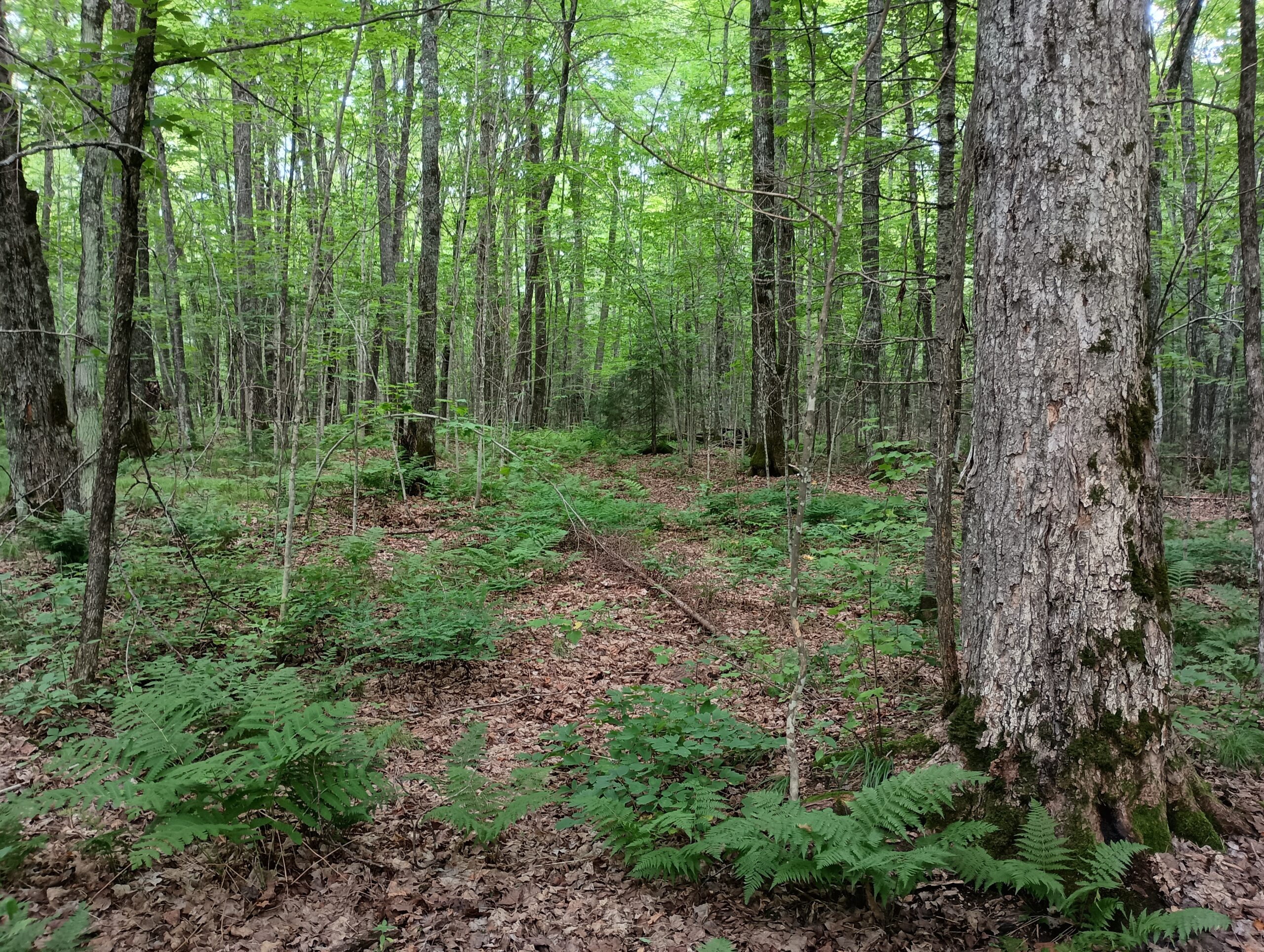 Acreage for Sale in Butternut, Wisconsin