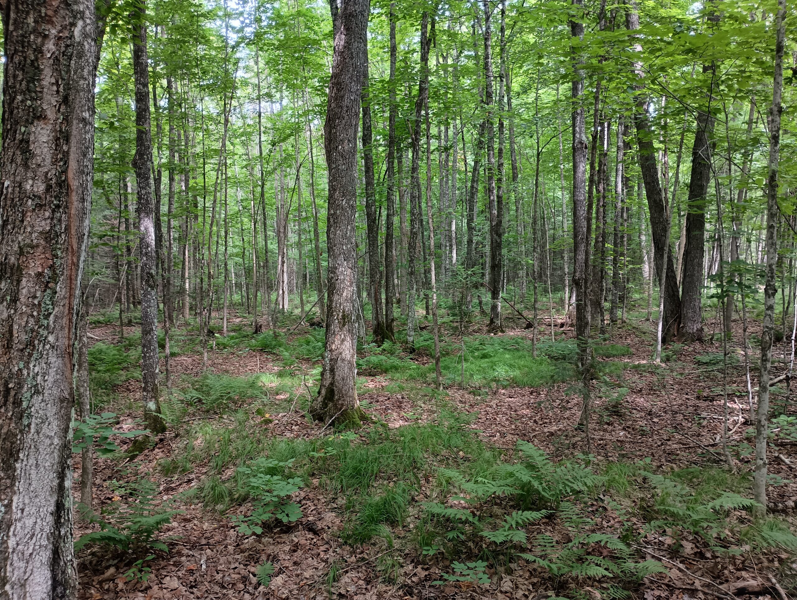 Acreage for Sale in Butternut, Wisconsin