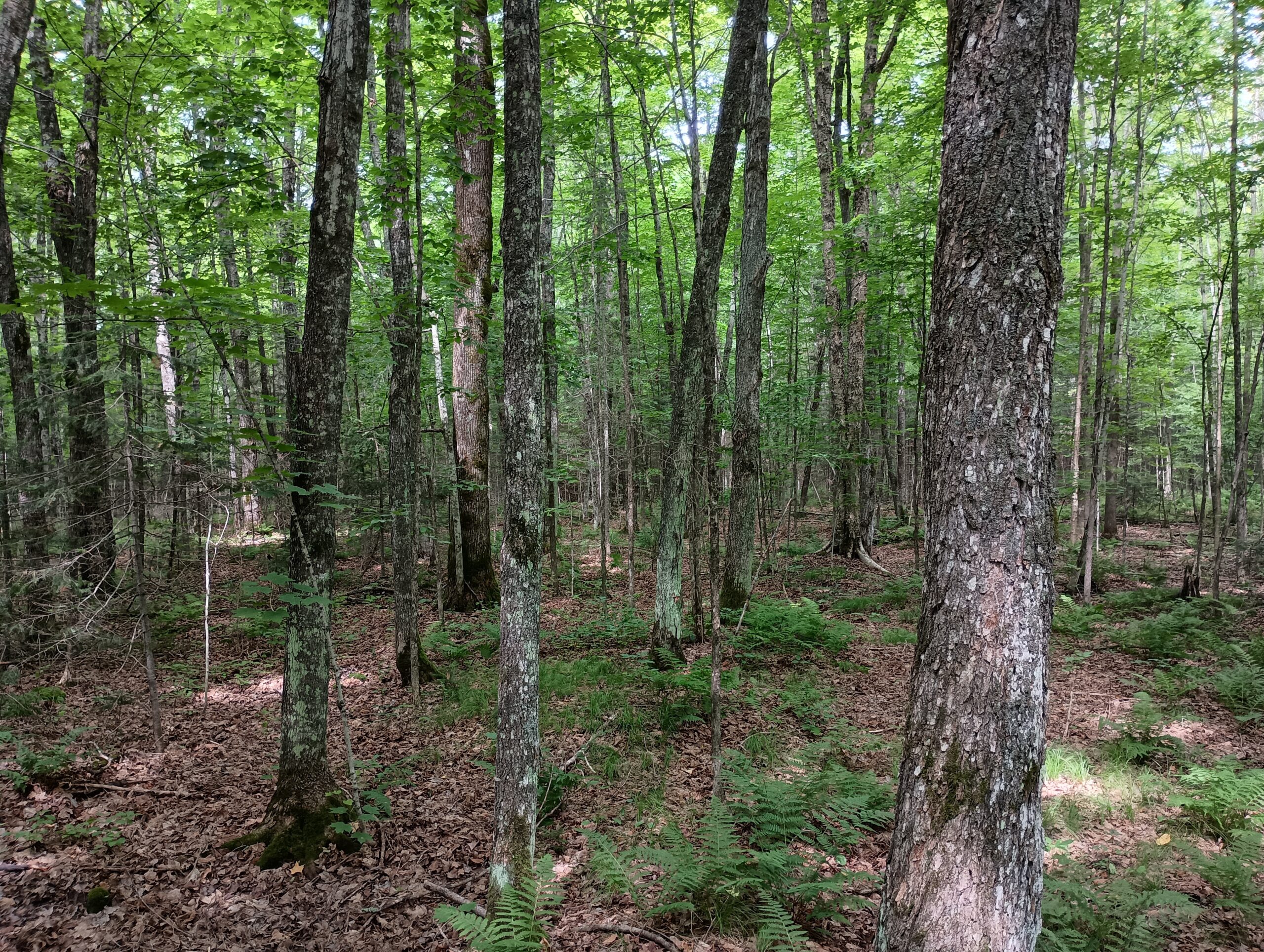 Acreage for Sale in Butternut, Wisconsin