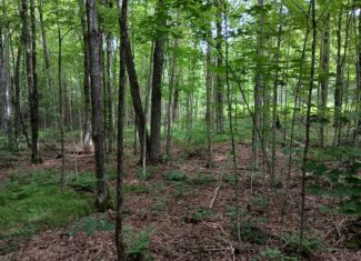 Acreage for Sale in Butternut, Wisconsin