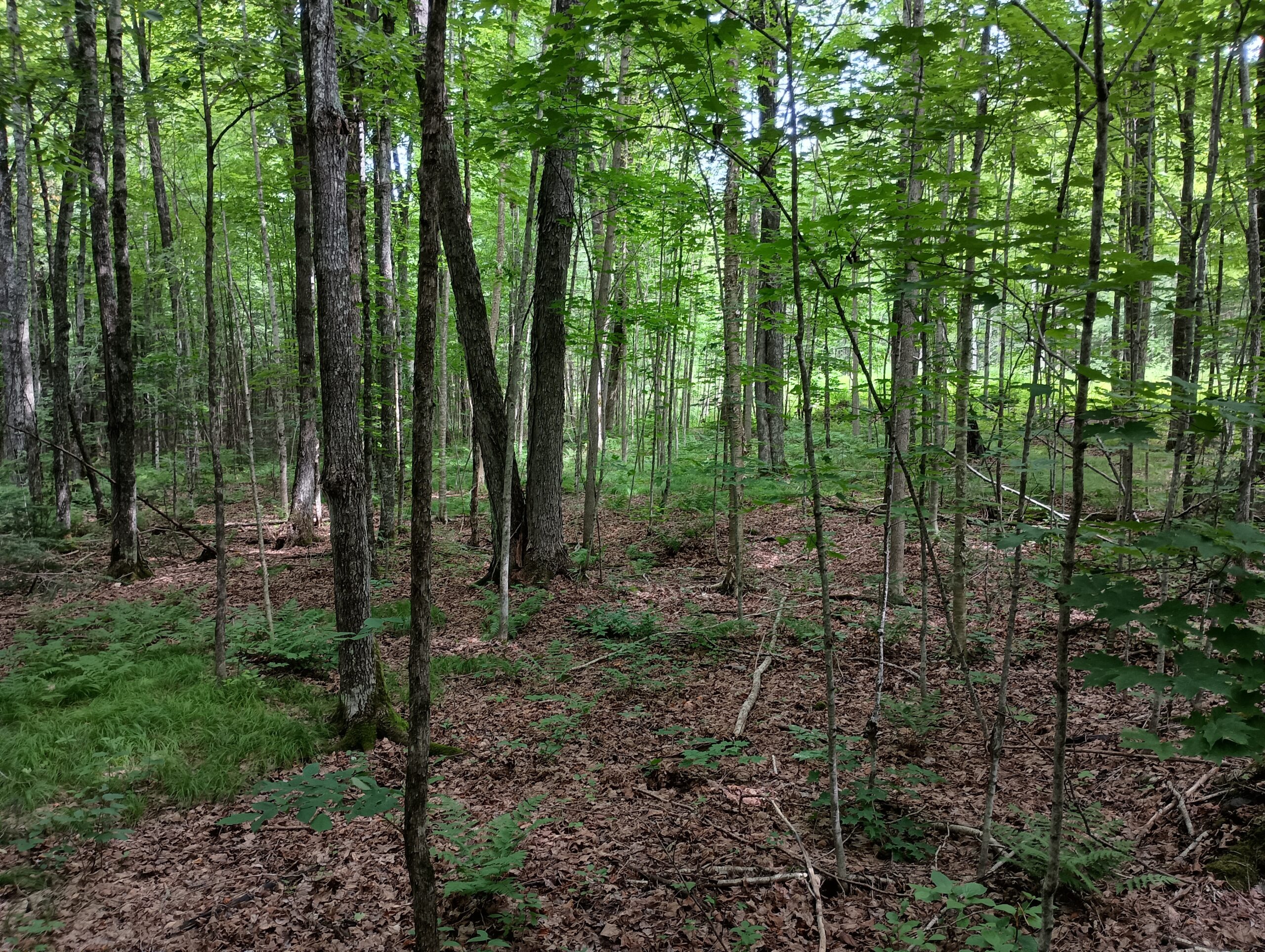 Acreage for Sale in Butternut, Wisconsin
