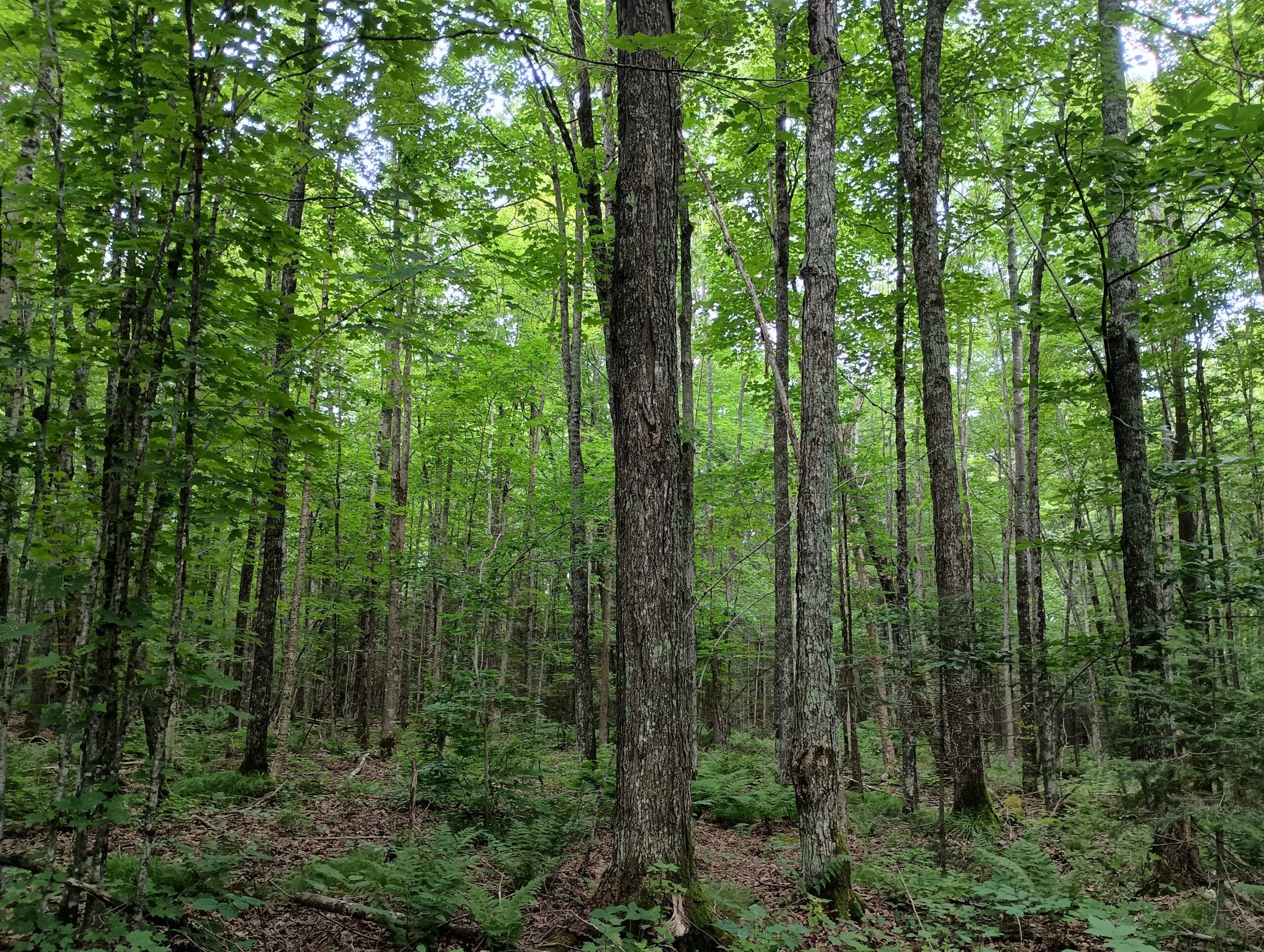 Acreage for Sale in Butternut, Wisconsin