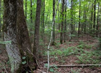 Acreage for Sale in Butternut, Wisconsin