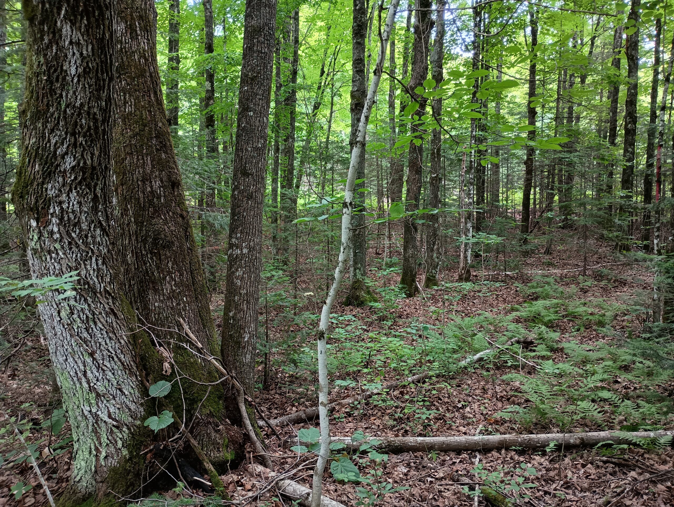 Acreage for Sale in Butternut, Wisconsin