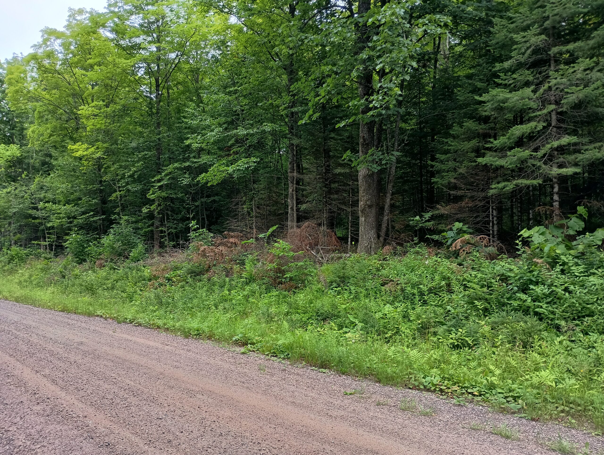 Acreage for Sale in Butternut, Wisconsin