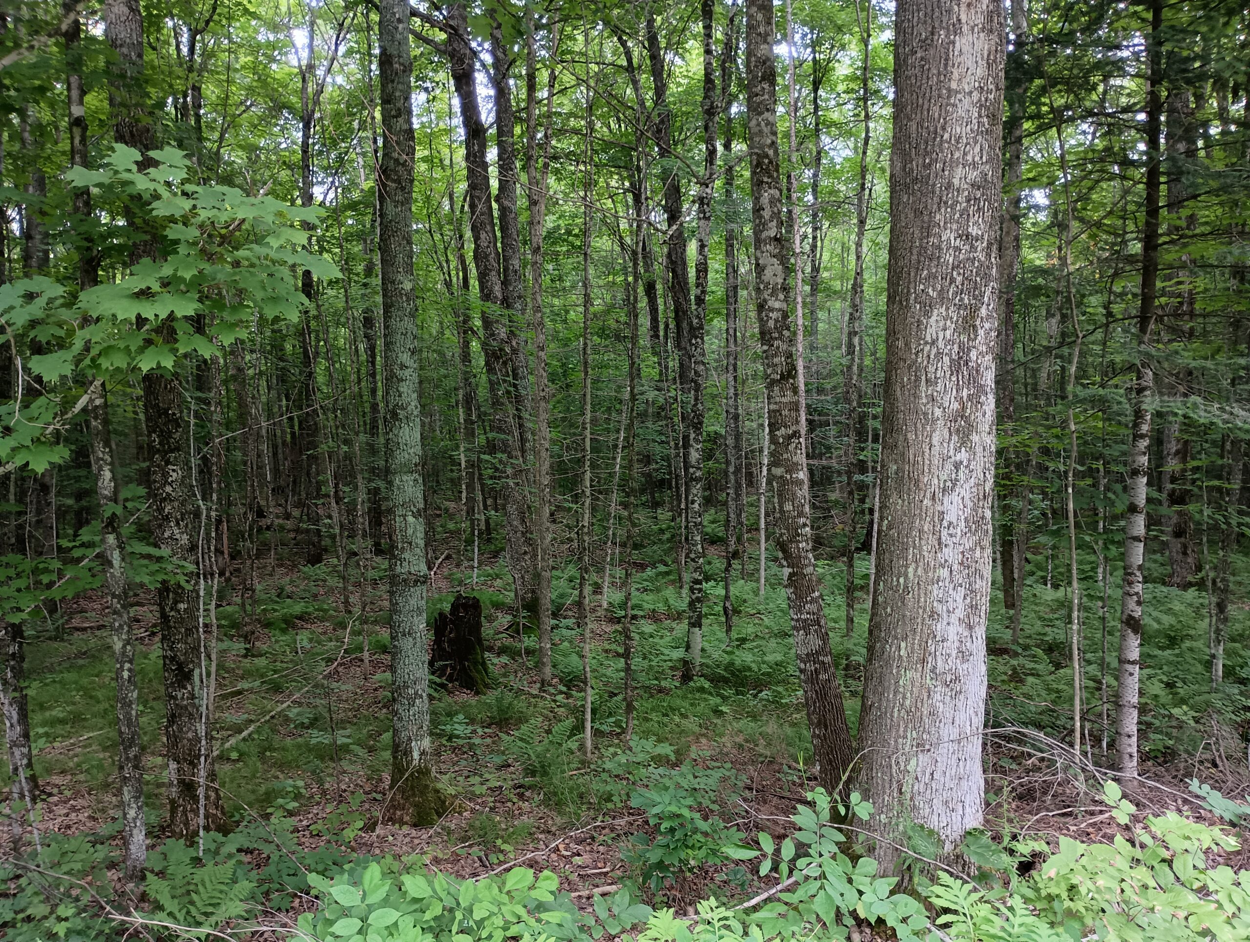 Acreage for Sale in Butternut, Wisconsin