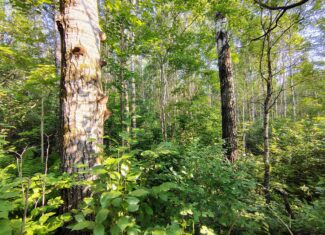 Land for Sale in Glidden, Wisconsin
