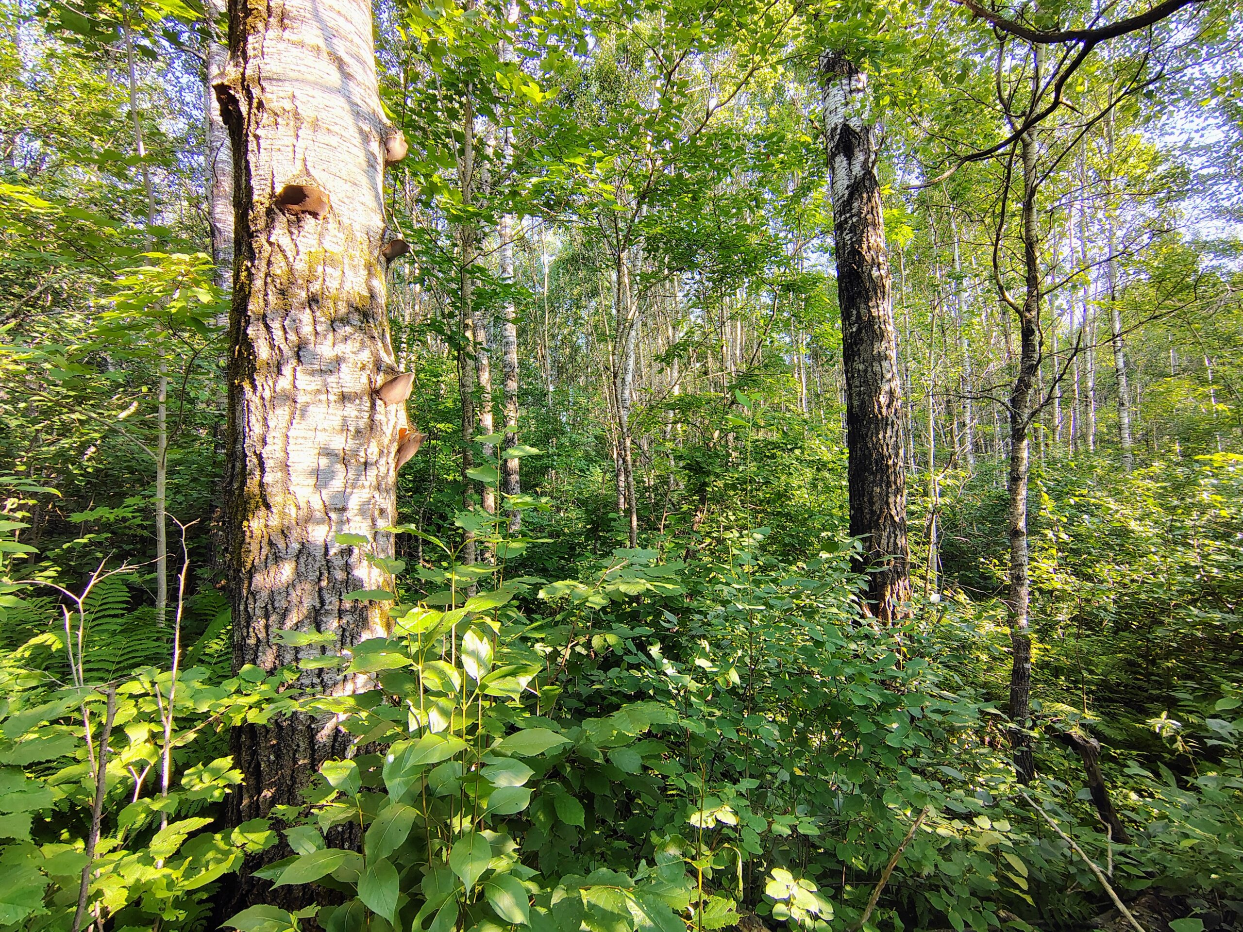 Land for Sale in Glidden, Wisconsin