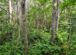 Land for Sale in Glidden, Wisconsin